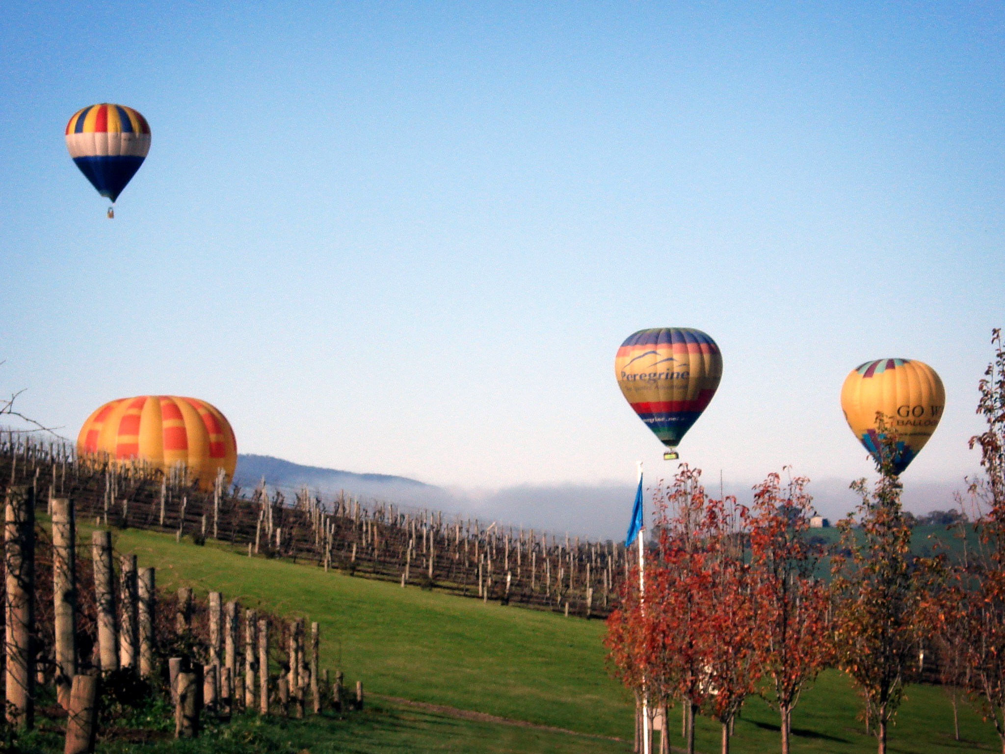 Hot air balloons flying above vinyard