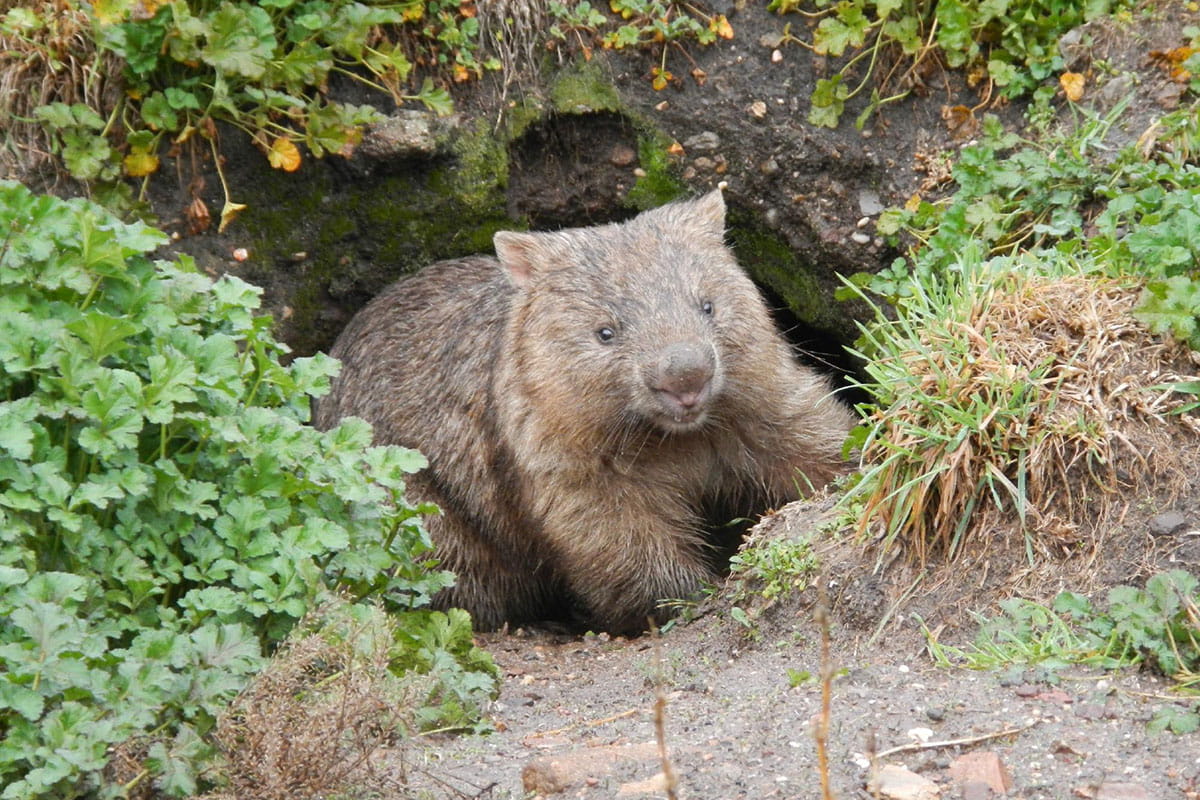 wombat in the wild
